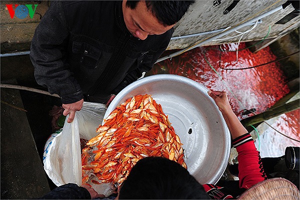 Chị Thiện, chủ 1 điểm thu mua đang bắt cá cho 1 khách hàng mua 30kg mang lên các tỉnh vùng cao. 