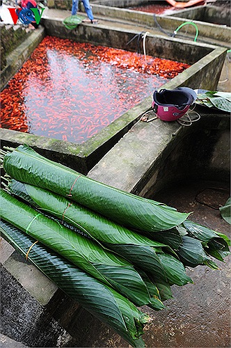 Ngoài những lúc nuôi cá chép đỏ, người dân trong làng còn nuôi cá thịt, cá làm cảnh cho các khu sinh thái, biệt thự.Theo VOV
