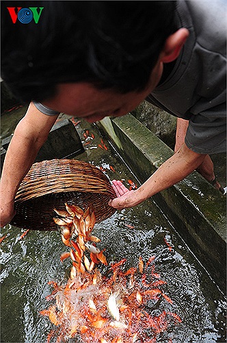 Cá sau khi bắt từ ao lên được cho vào bể nước sạch chờ thương lái tới lấy