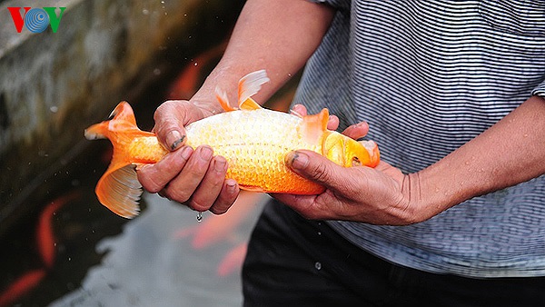 Cá mẹ vây dài, thân đỏ có xuất xứ từ Nhật Bản dùng để gây giống