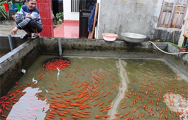 Ông Cân, nhà ở khu xóm 3 thích thú nhìn đàn cá bơi lội 