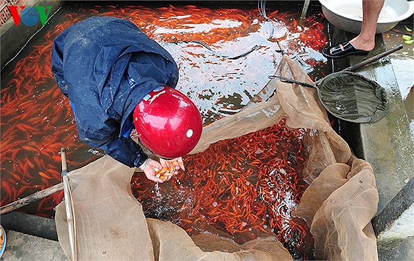 Vào ngày này, các thương lái đổ từ nhiều nơi về đây bắt cá bán