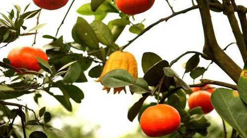 Vì sao dưa 'siêu xe' đắt hơn cây 5 loại quả?