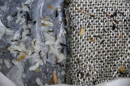 Xuất hiện 'sinh vật giống đỉa, có chân' ở miếng rửa bát