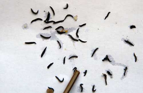 Xuất hiện 'sinh vật giống đỉa, có chân' ở miếng rửa bát