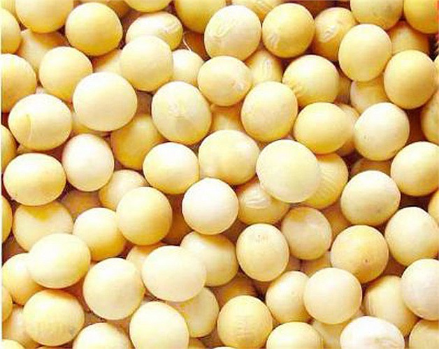 Đậu nành là một món ăn tuyệt vời đối với đàn ông vì làm giảm xác suất mắc ung thư tuyến tiền liệt, cải thiện sự loãng xương ở nam giới. Đàn ông trên 60 tuổi, xương bắt đầu loãng, tình trạng cũng nghiêm trọng như ở phụ nữ mãn kinh. 
