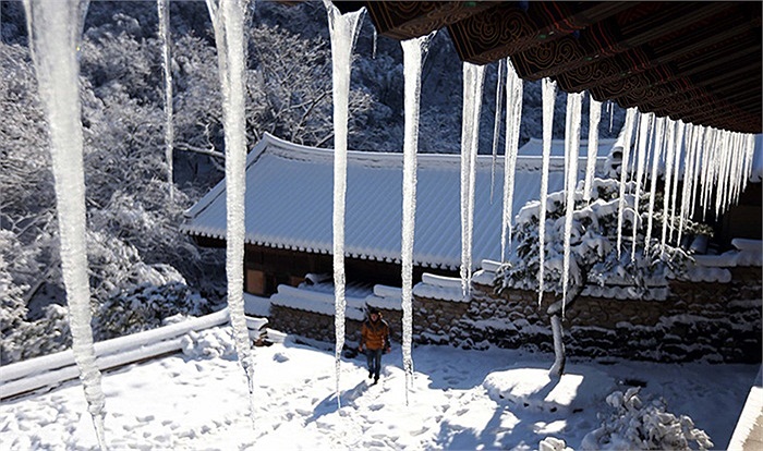 Những nhũ tuyết ở ngôi đền Donghak, Gongju, Hàn Quốc