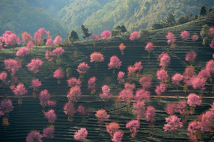 Những cây chuyển lá sang màu hồng ở tỉnh Vân Nam, Trung Quốc