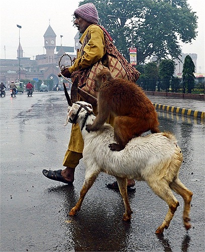Gánh xiếc thú mini ở Lahore, Pakistan