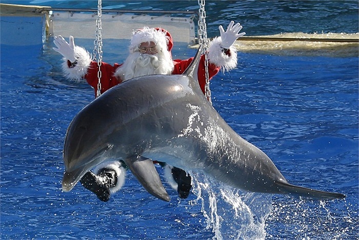 Ông già Noel bay cùng cá heo trong buổi biểu diễn ở Antibes, Pháp