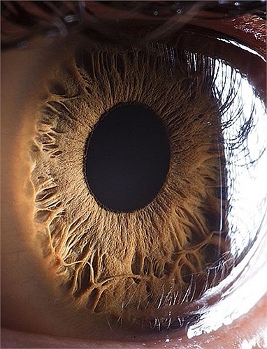 Trên thế giới có nhiều màu mắt khác nhau như xanh dương, xanh lam, nâu hoặc thậm chí là hạt dẻ hay hồng