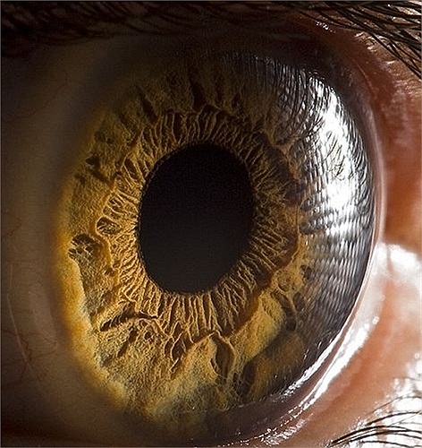 Theo các nhà khoa học, để có được cấu tạo phức tạp như hiện nay, con người đã phải trải qua hàng triệu năm thích ứng với môi trường