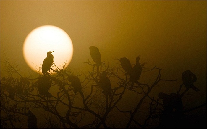 Bầy chim điên điển đang tránh đông ở thủ đô Kathmandu, Nepal