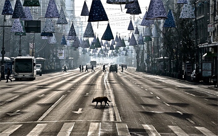 Chú chó hoang đi trên đại lộ hoang vắng ở Bucharest, Romania