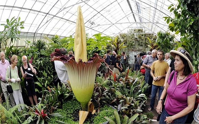 Chiêm ngưỡng hoa xác chết khổng lồ ở Australia