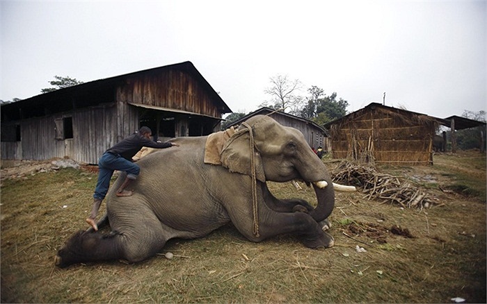 Người quản tượng và con voi của mình trước giải đua voi được tổ chức tại thủ đô Kathmandu, Nepal