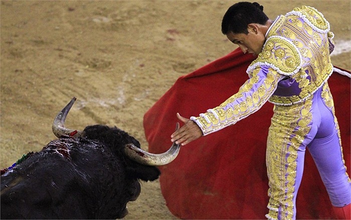 Võ sĩ đấu bò người Colombia biểu diễn pha xoay người trước cú húc của con bò tót