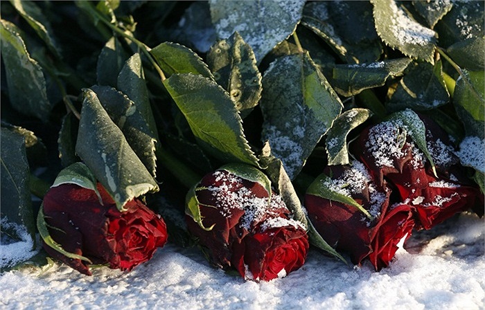 Người hâm mộ đặt hoa hồng tưởng niệm nữ ca sĩ opera Na Uy Kirsten Flagstad bên ngoài Nhà hát Opera tại Oslo, Na Uy