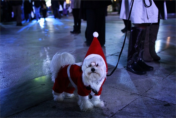 Chú chó trong trang phục ông già Noel tại quảng trường Syntagma, thủ đô Athens, Hy Lạp