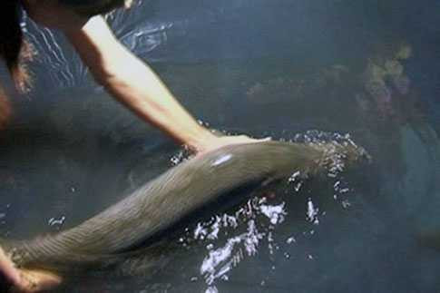 Bắt được 'quái vật vùng Amazon' ở Sóc Trăng