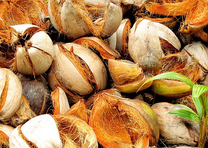 8. Vỏ dừa: nhiều nghiên cứu đã chỉ ra sợi từ vỏ dừa có khả năng thay thế sợi polyser hay sợi tổng hợp để chế tạo một số bộ phận xe hơi.