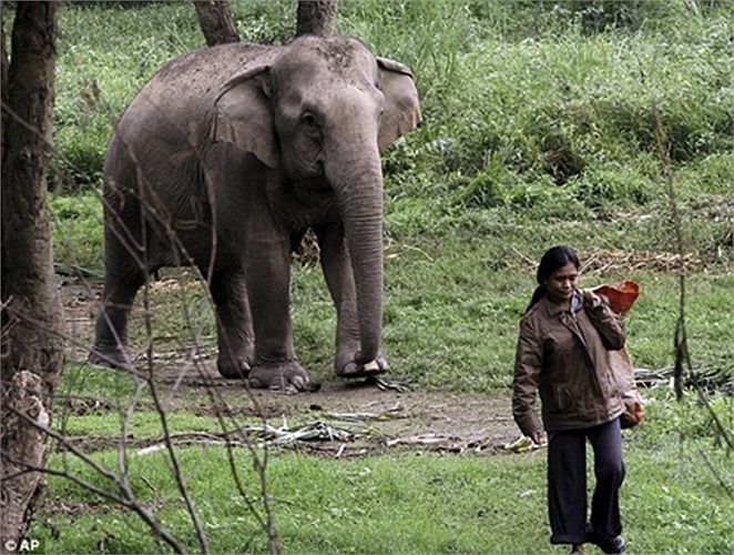 Quá trình tiêu hóa của voi được cho là mang lại cho cà phê hương vị đặc biệt. Tuy nhiên, nếu như không phải là một người sành uống, nguồn gốc của loại cà phê này có thể khiến bạn cảm thấy... buồn nôn khi thưởng thức nó.