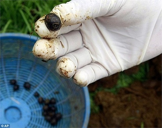 Một hạt cà phê lấy từ phân voi, mang hương vị hoa quả vì được tiêu hóa chung với mía và chuối.