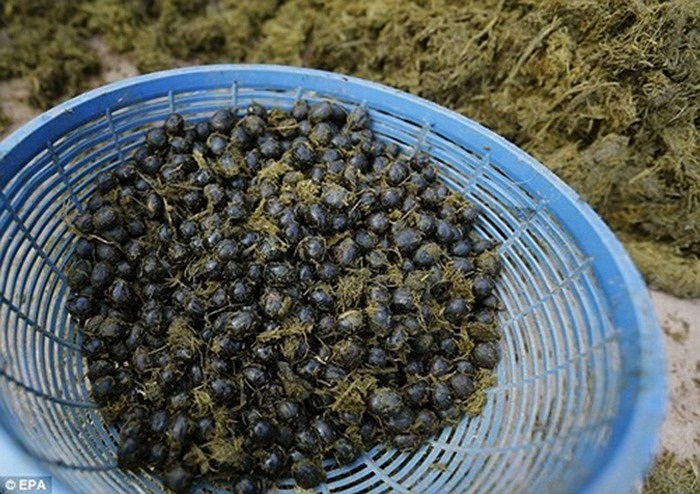 Loại cà phê đặc biệt này chỉ xuất hiện và có sẵn ở vài khách sạn sang trọng tại những thiên đường du lịch như Thái Lan, Maldives hay Abu Dhabi. Giá của một ly cà phê loại này khoảng 50 USD (tương đương 1 triệu đồng Việt Nam)