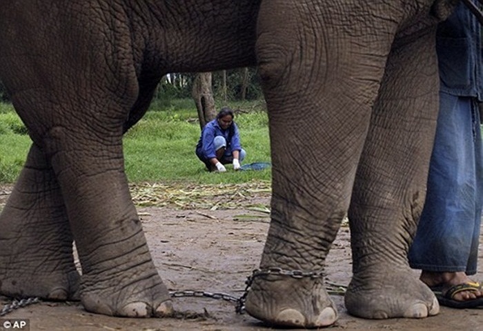 Một người phụ nữ đang tìm kiến những hạt cà phê đắt đỏ. 