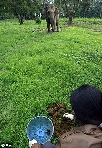 Do bị nhai hoặc biến mất sau bài tiết, phải mất chừng 30kg cà phê thô mới thu được 1kg cà phê ngà đen.