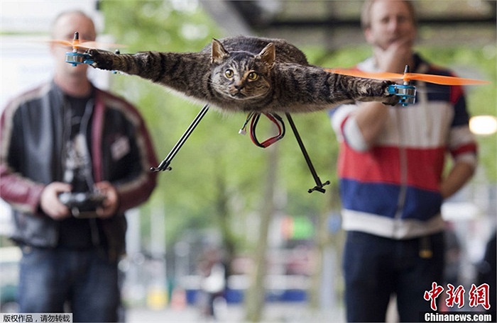 Ngày 5/6, nghệ thuật gia ở Amsterdam, Hà Lan chế tạo chiếc trực thăng từ xác con mèo yêu quý đã chết trong vụ tai nạn xe