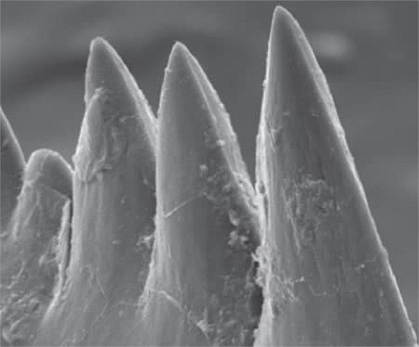 Răng của một loài côn trùng sống cách đây 200 triệu năm dưới biển. Điều lạ là loài côn trùng này không có hàm, nhưng bộ răng của nó được cho là sắc nhọn nhất thế giới thời điểm đó