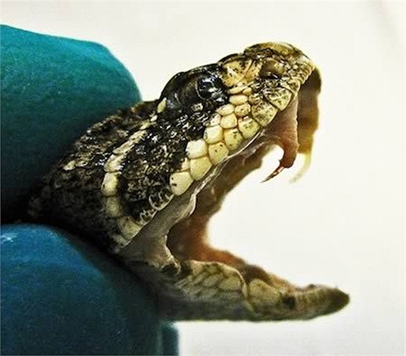 Răng nanh của một loài rắn lục có chứa chất kịch độc