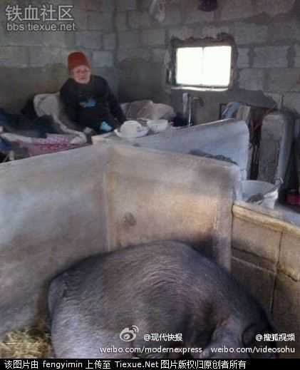 Phẫn nộ con trai để mẹ sống trong chuồng lợn 2 năm