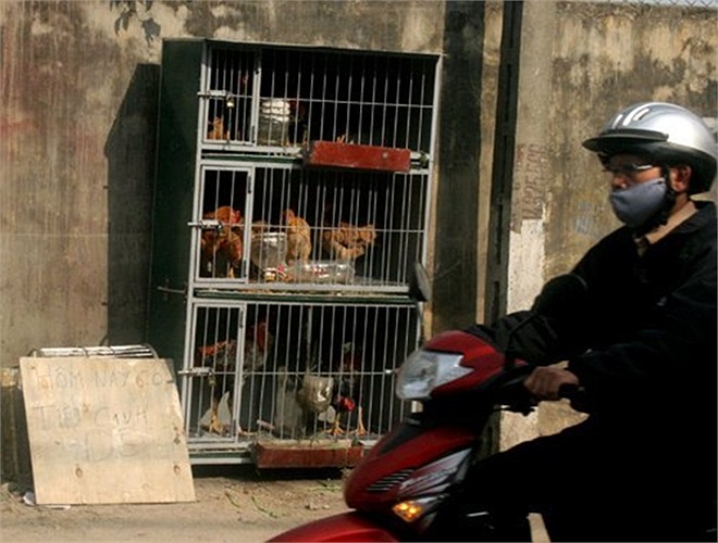 Trên đường Lê Trọng Tấn, Thanh Xuân, người dân đi qua không khỏi ngạc nhiên bởi một chuồng gà sắt đặt ngay vỉa hè. 