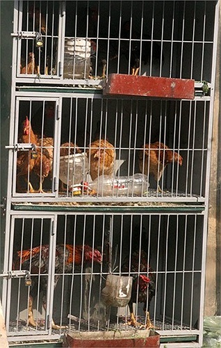 Chiếc lồng làm bằng sắt khá kiên cố, gồm 3 tầng nuôi đủ loại gà chọi, gà trống và cả gà mái. 