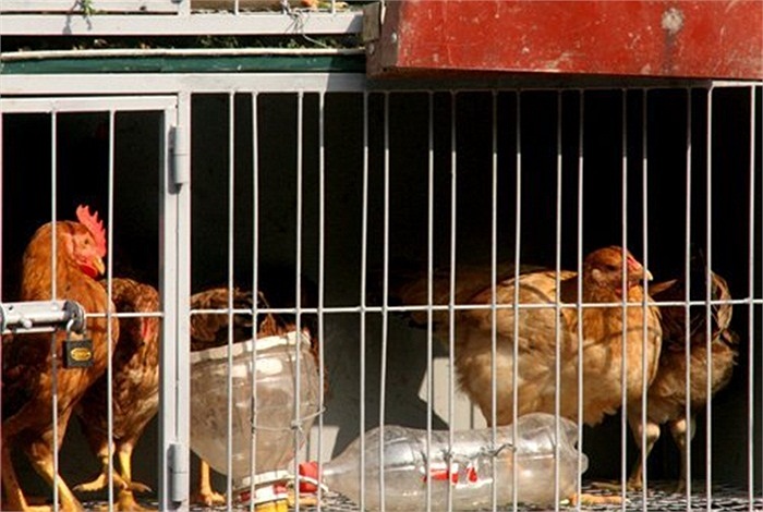 Hai chú gà chọi được nuôi ở tầng 1, tầng hai là 5 con gà mái, tầng ba là những con gà trống tơ. 