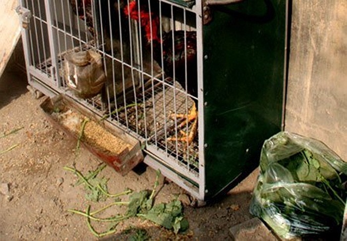 Rau và thóc là thức ăn chính của gà. Vương vãi bẩn thỉu cả một góc vỉa hè. Rồi chẳng mấy chốc nơi này sẽ bốc mùi hôi thối khiến ai qua đây cũng phải bịt mũi. 