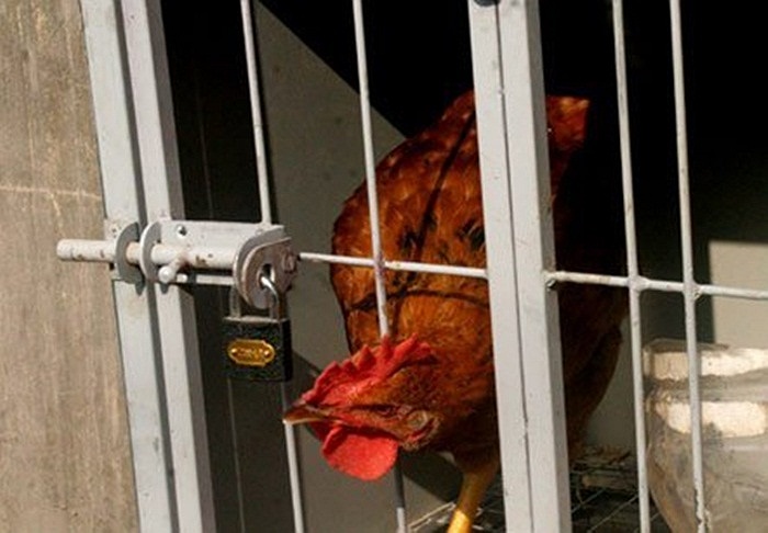 Để đảm bảo không bị mất trộm, các cửa chuồng đều có khóa cẩn thận. 