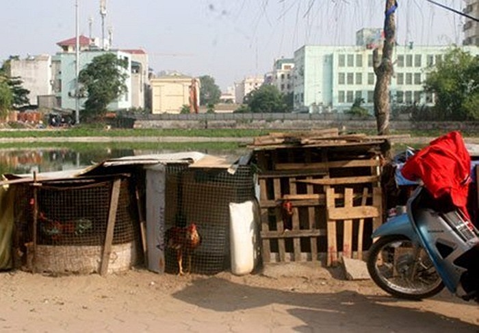 Tại đường Tôn Thất Tùng, gần 10 lồng gà được nuôi tại đây. Ông chủ là một người chuyên nuôi gà chọi. Những chiếc chuồng gà làm tạm bợ từ gỗ, lưới sắt, che đậy bằng vải bạt. 