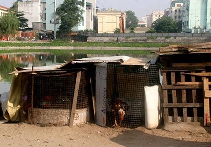 Khu vực này có người canh ngày đêm nên lồng không được cầu kỳ, thỉnh thoảng cũng phải chuyển đi do các cơ quan chức năng nhắc nhở. Điều đặc biệt, các chuồng đều để nền đất cho chân gà cứng chắc. 