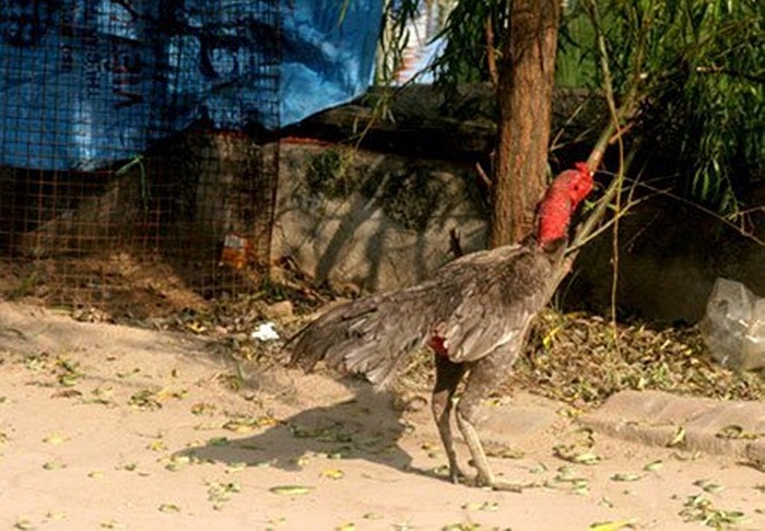 Trên vỉa hè Hà Nội, người ta dễ dàng thấy nhưng chú gà chọi lang thang, nhưng luôn có sự canh chừng của chủ. Những đoạn vỉa hè công cộng này đã biến thành “khoảng trời riêng” bất khả xâm phạm của những người chủ có “sáng kiến” tăng gia trên vỉa hè. 