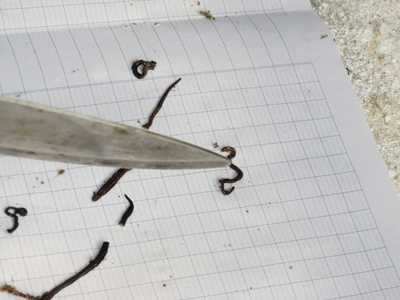 Sinh vật lạ chui lên ở Quảng Bình: Nhà khoa học nói gì?