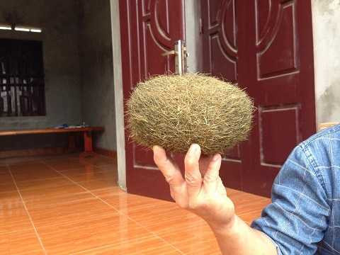 quả trứng vàng là bài thuốc đông y rất quý hiếm chỉ là tin đồn?.