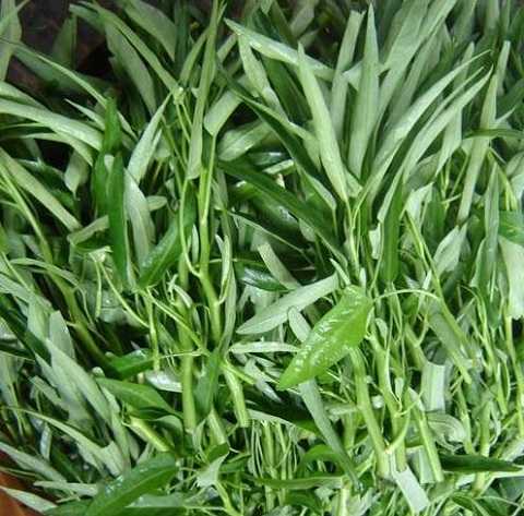 Rau muống chứa nhiều chất cần thiết cho cơ thể