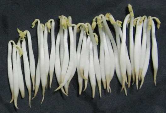 Theo các chuyên gia An toàn vệ sinh thực phẩm, giá đỗ ngâm chất kích thích tăng trưởng trông béo, mập, vô cùng hấp dẫn nhưng giòn, dễ bị đứt đoạn. Loại giá không hóa chất gầy hơn, sợi giá khó gãy hơn và trông có vẻ không được bắt mắt. Ảnh minh họa: Giá ngậm hóa chất. Theo các chuyên gia An toàn vệ sinh thực phẩm, giá đỗ ngâm chất kích thích tăng trưởng trông béo, mập, vô cùng hấp dẫn nhưng giòn, dễ bị đứt đoạn. Loại giá không hóa chất gầy hơn, sợi giá khó gãy hơn và trông có vẻ không được bắt mắt. Ảnh minh họa: Giá ngậm hóa chất.