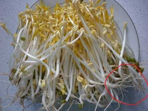 Trong khi đó, giá đỗ khi ủ theo cách thông thường bằng cách ngâm nước trông giá sẽ chặt hơn, rễ dài như sợi chỉ, không bóng, không to, không mập, có rễ, thân, lá mầm. Ảnh minh họa. Trong khi đó, giá đỗ khi ủ theo cách thông thường bằng cách ngâm nước trông giá sẽ chặt hơn, rễ dài như sợi chỉ, không bóng, không to, không mập, có rễ, thân, lá mầm. Ảnh minh họa.