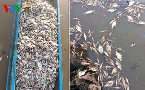 Cá chết được thu gom đi tiêu hủy