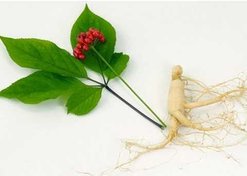 Nhân sâm không những có tác động to lớn đến hệ thần kinh, giúp tăng cường trí nhớ mà còn có tác dụng giải lo âu, chống trầm cảm, giúp người bệnh luôn tươi vui Nhân sâm không những có tác động to lớn đến hệ thần kinh, giúp tăng cường trí nhớ mà còn có tác dụng giải lo âu, chống trầm cảm, giúp người bệnh luôn tươi vui