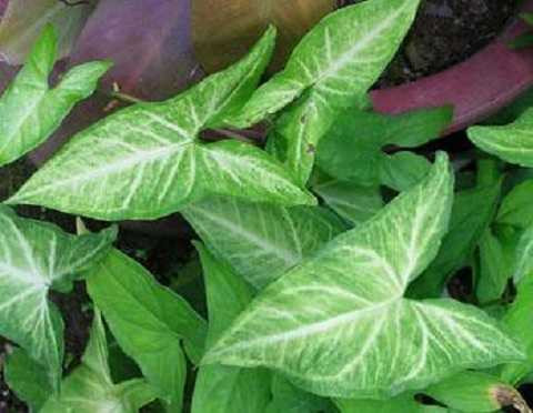 Uống lá trầu bà liên tục 10 ngày, các hạt sỏi sẽ tiêu hết Uống lá trầu bà liên tục 10 ngày, các hạt sỏi sẽ tiêu hết